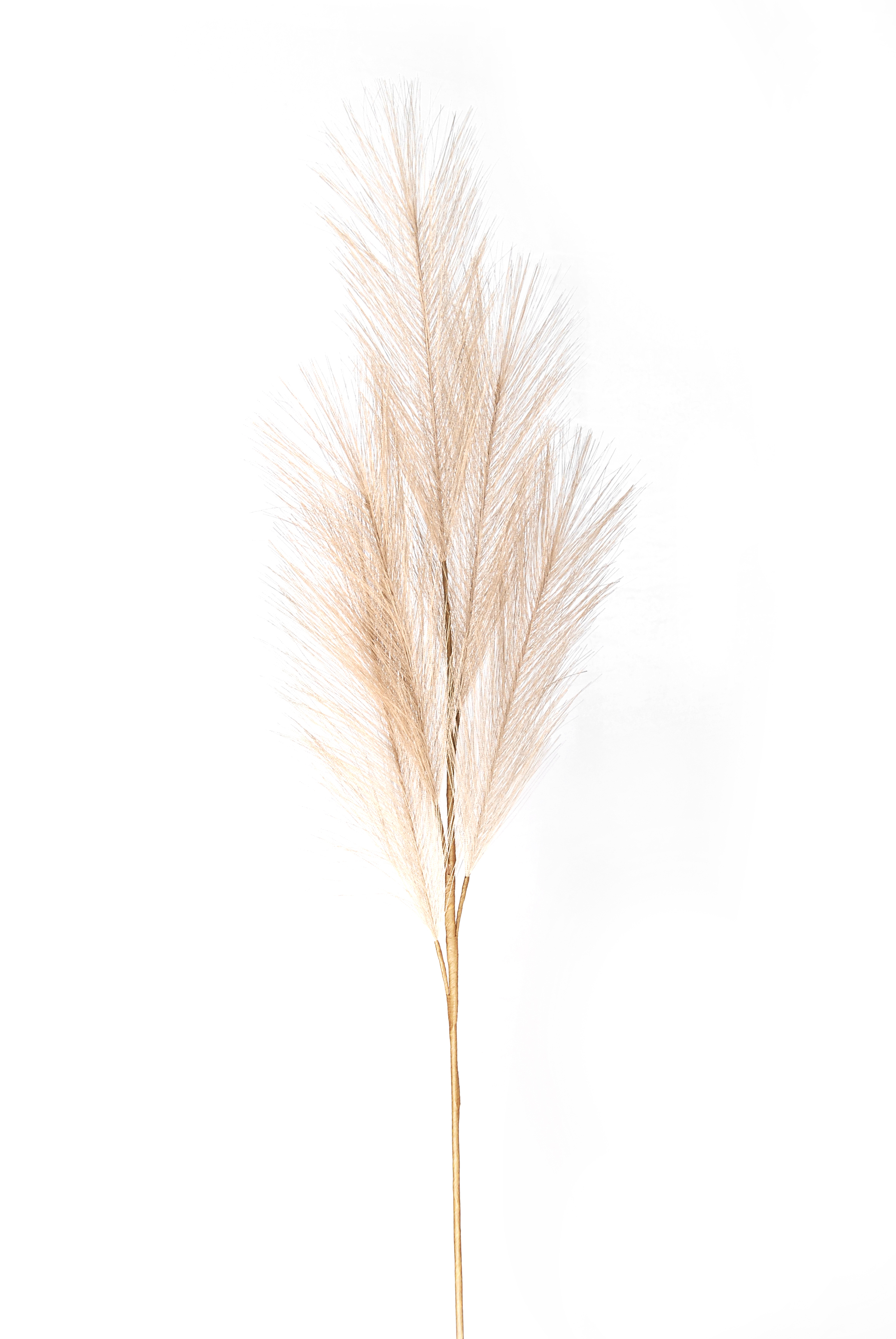 Pampaswedel ca.68cm 9645-606 in Beige, Pampasgras, Garten-Deko, Tragstab, Naturfarben, Trockenblume