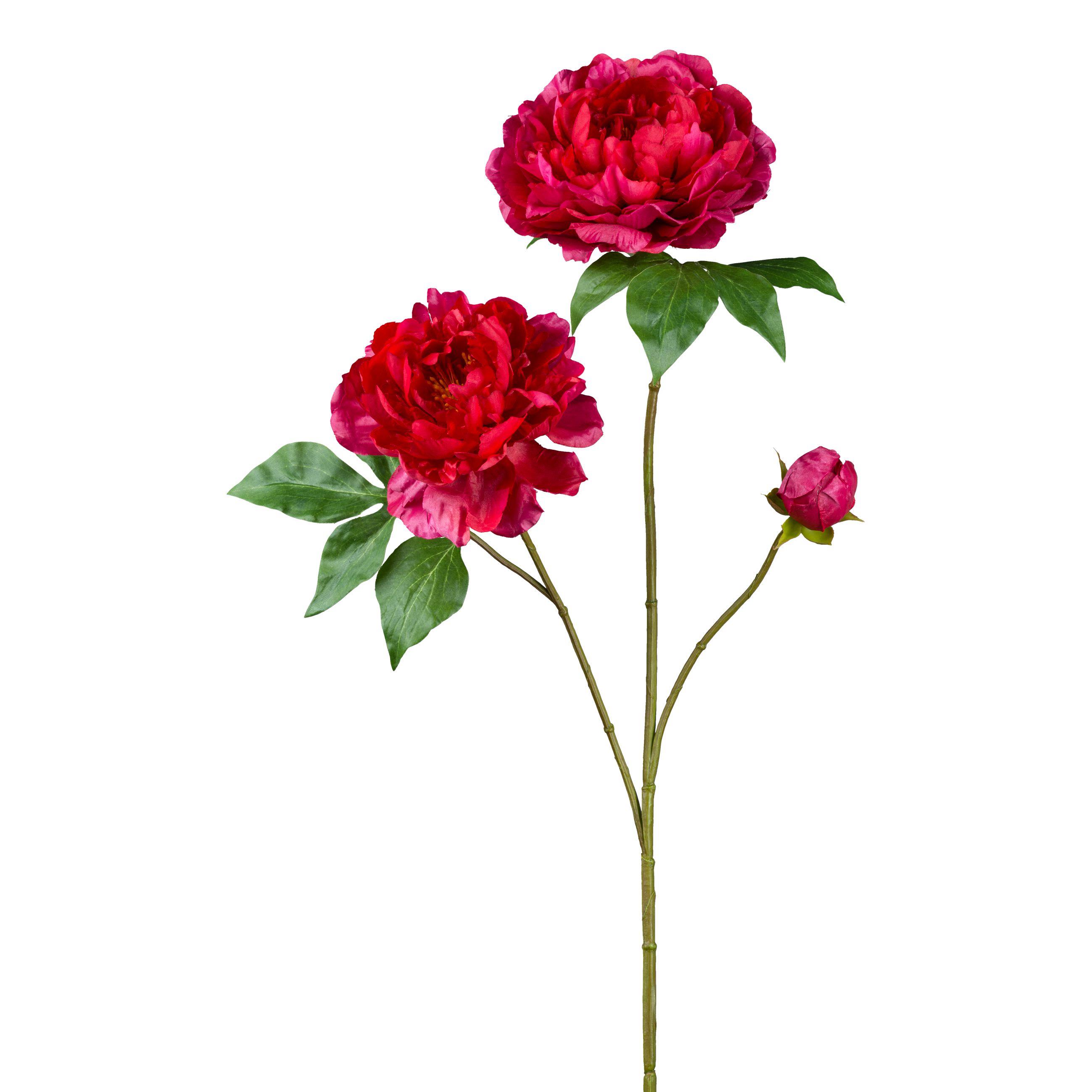 Peonie 80cm WILFRED in Beige, Pfingstrose, Rosenblüte, Blumenstiel, rote Blüte, Frische Blume