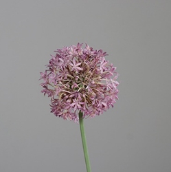 DPI Allium in Farbe violet, Blume, Pflanze, Allium