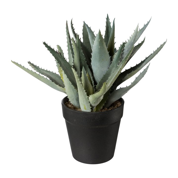 Gasper Aloe FLORIA in graugrün