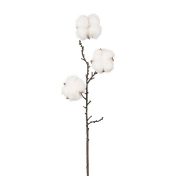 Baumwollzweig 1/Poly 47cm 3021575-69 in Beige Gasper Baumwollzweig 1/Poly in Farbe Natur