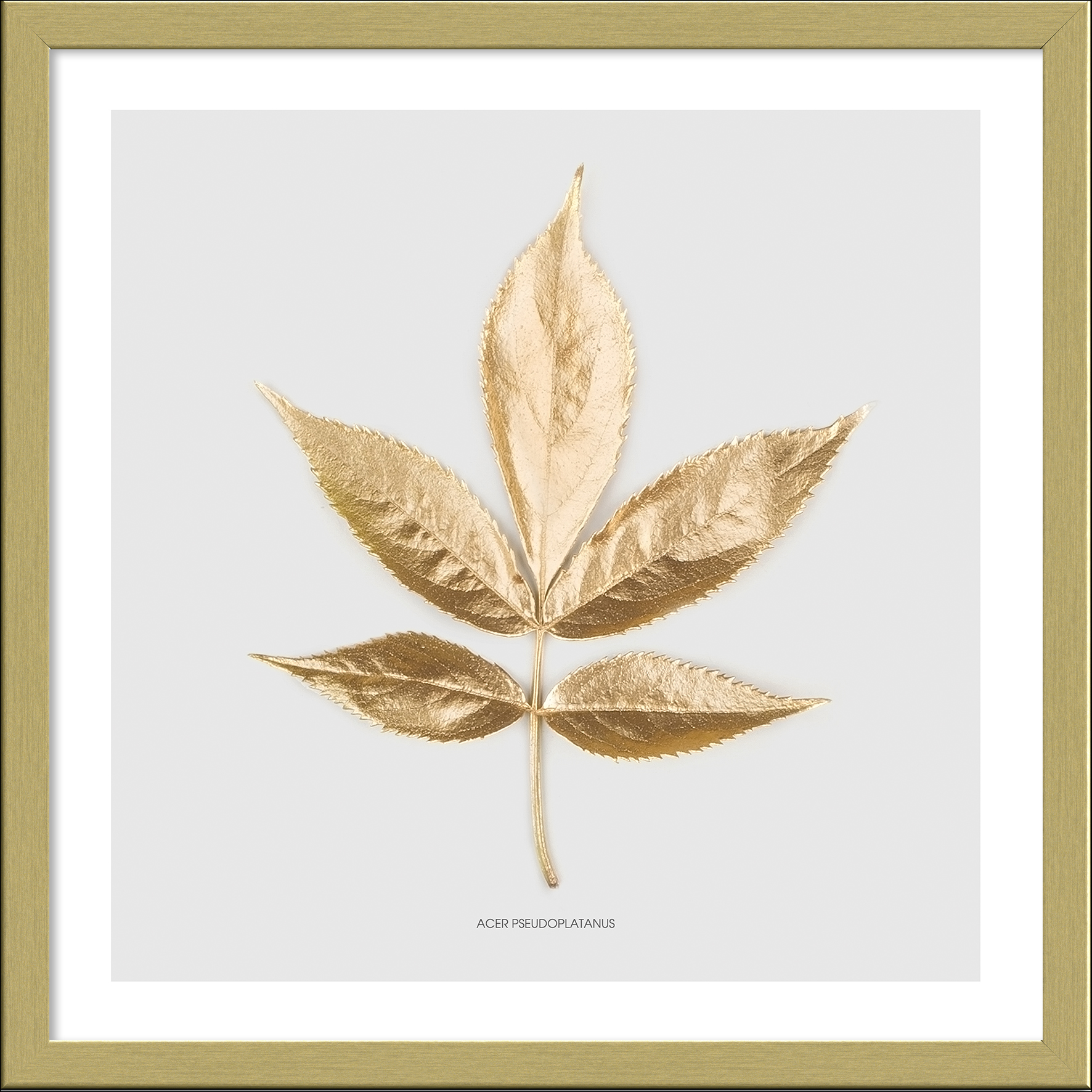 ProArt Framed-Art Slim Scandic 33x33cm Golden Leaf I ProArt Framed-Art Slim Scandic 33x33cm Golden Leaf I