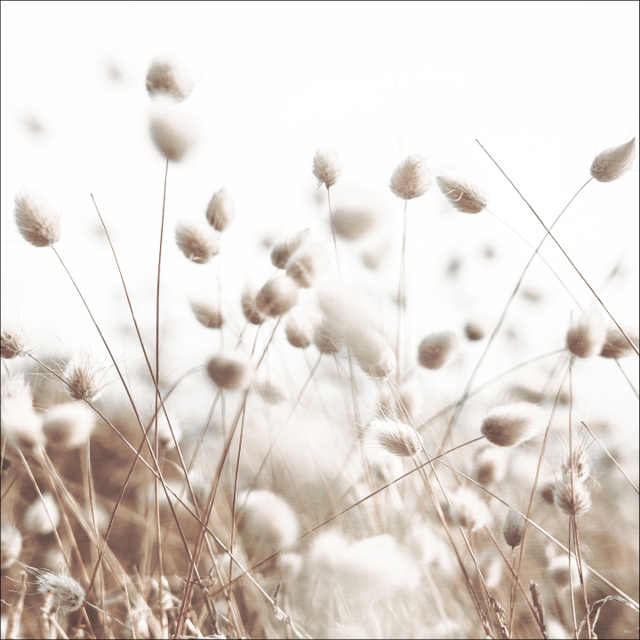 ProArt Alu-Art 50x50cm Field flowers V ProArt Alu-Art 50x50cm Field flowers V