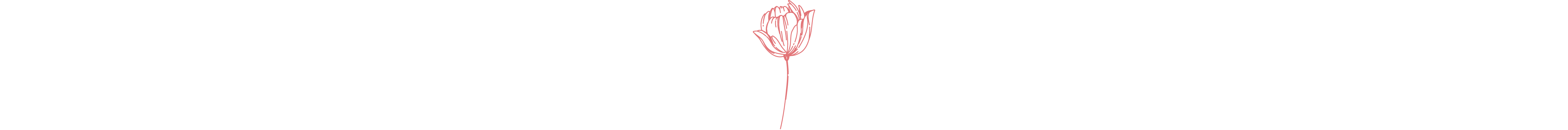 Blume, Rosenmotiv, Druck, Motiv, Rosenillustration