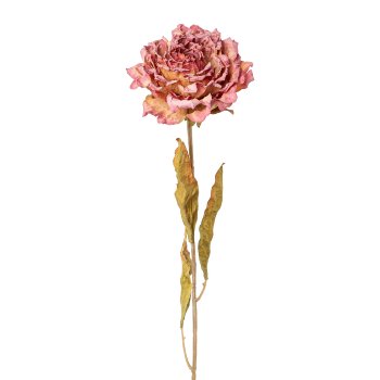 Gasper Peonie in Farbe Rosa