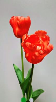 Andreas Tulpe,franz.'Deluxe',65cm in 