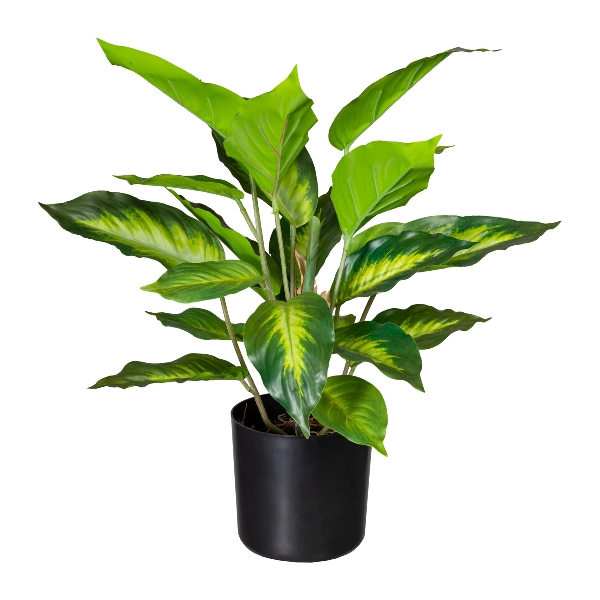 Dieffenbachia x24 Bl. 3321821-50 in Grün, Kübelpflanze, Gelbfleckenblätter, Grüner Blätter, Topfpflanze, Pflanzenarrangement