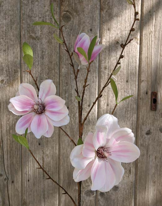 Andreas Magnolienblütenzweig 80cm 3026515A3 in pink // Magnolien Blütenzweig // pink // Höhe ca. 80 cm