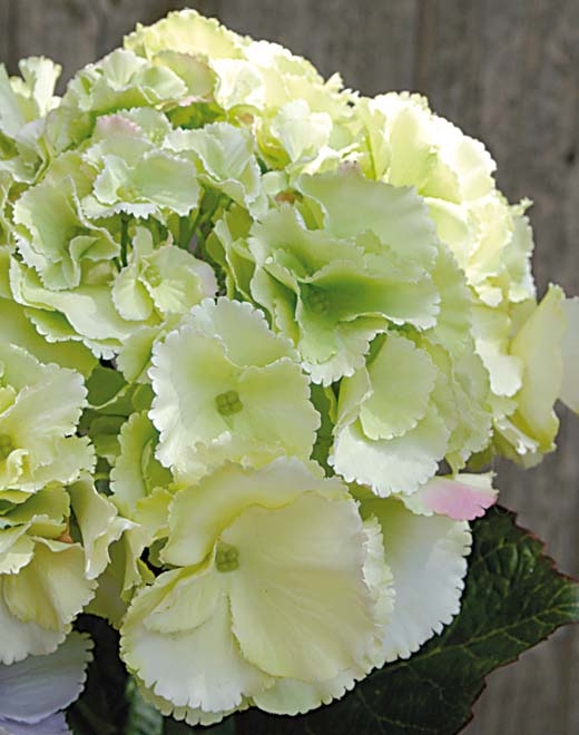 Hortensie 70cm 9811788A3 in creme-grün