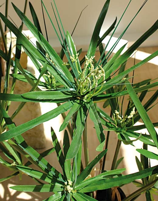 Zyperngras getopft 55cm 5718883A3 in grün