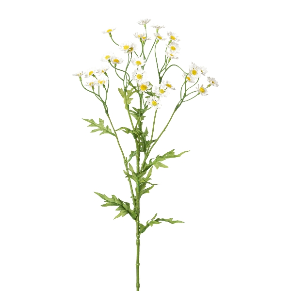 Gasper Kamille, 60 cm, weiß in Farbe Weiß, Kamille, Gänseblümchen, Weiße Blüten, Kraut, Stängelpflanze