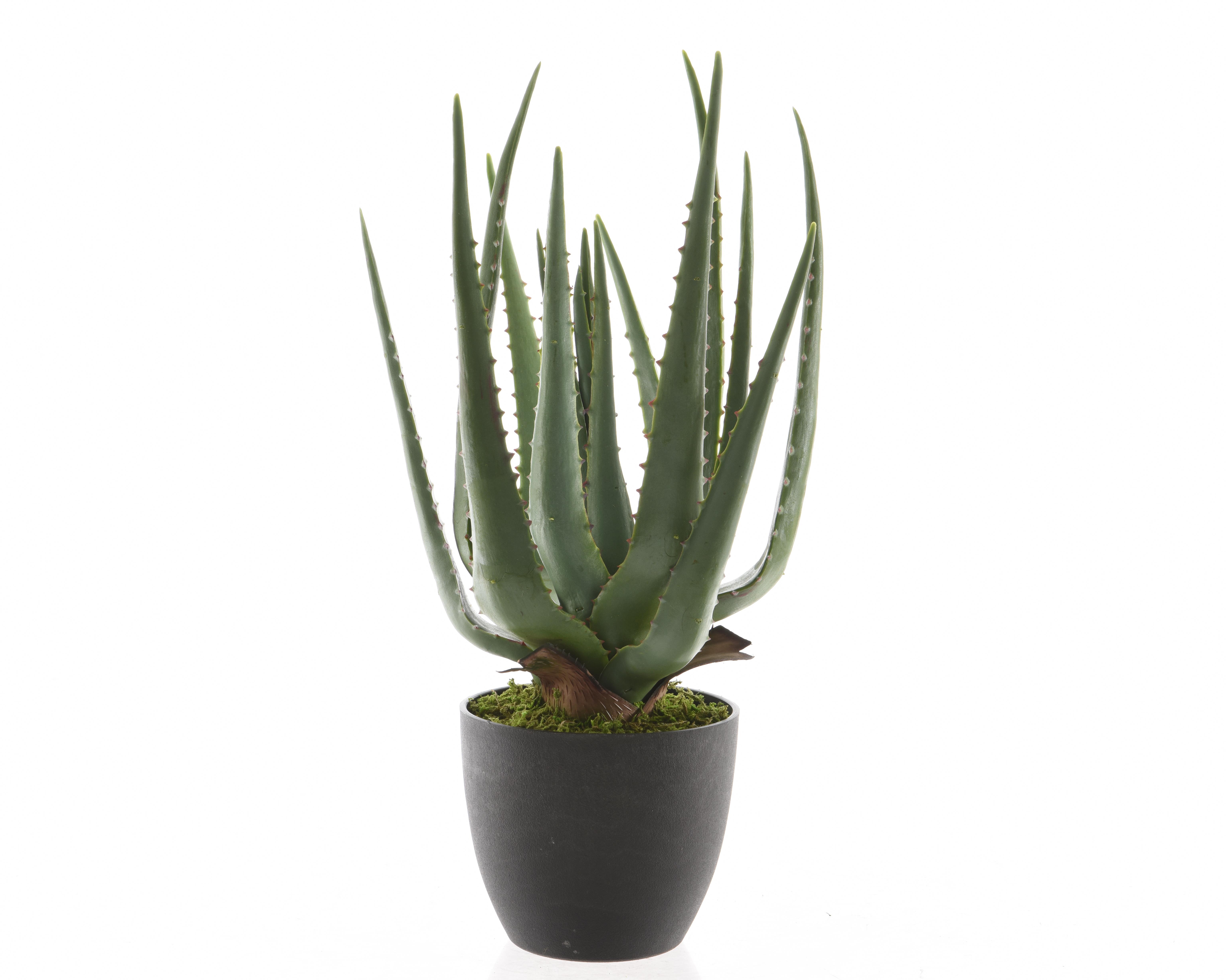 Kaemingk Aloe Vera im Topf Plastik 802104 L/H ca.40x25cm in D:25 H:40cm, grün Kaemingk Pflanze in Farbe Grün