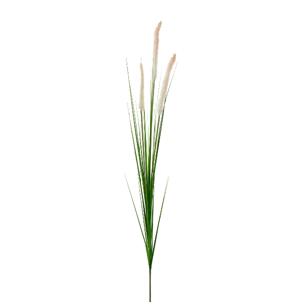 Pennisetumgras 92cm OLEKSY in Grün, Gras, Panicle, Ziergras, Schnittgras, Blattgras