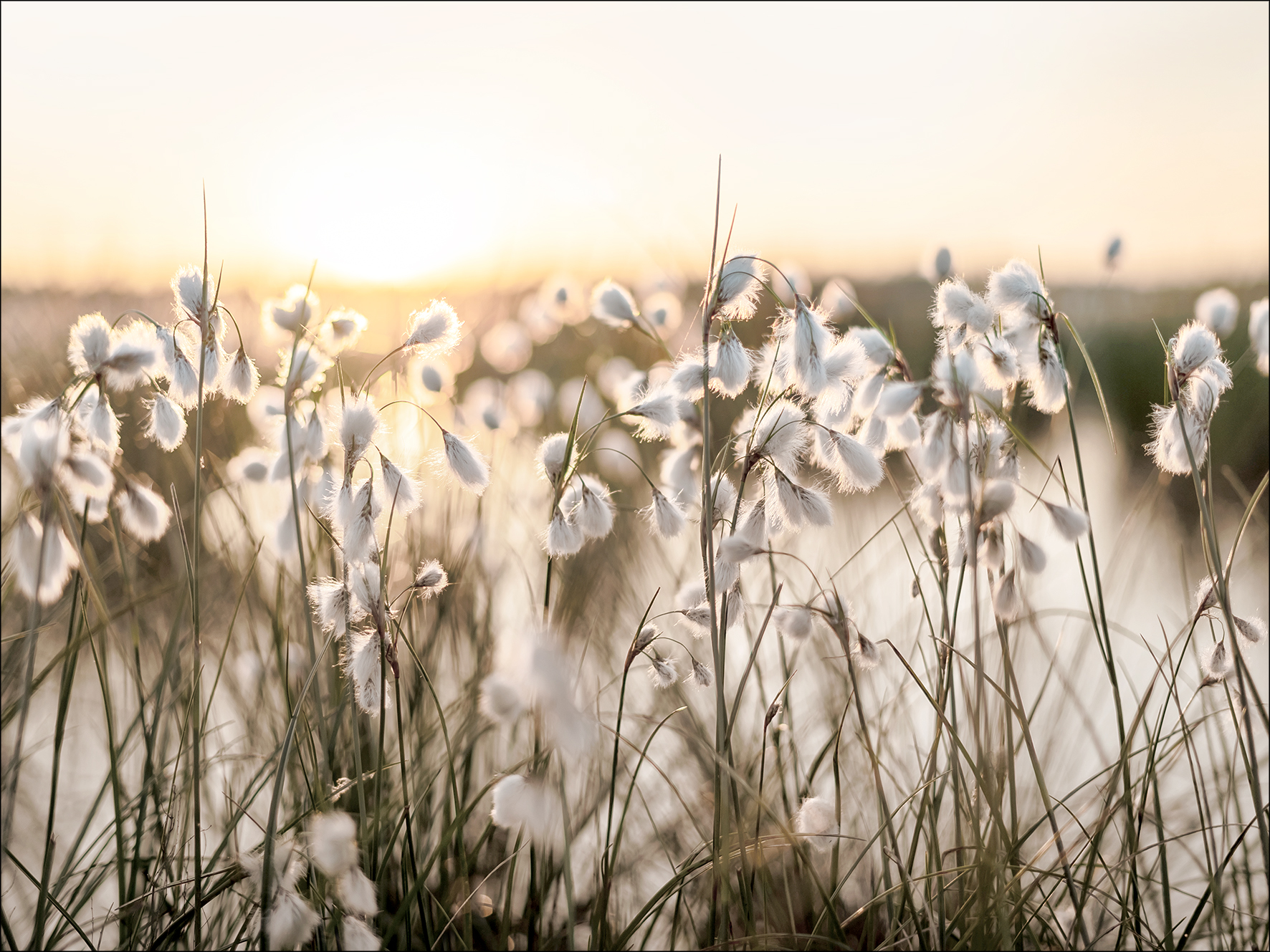 PRO ART Canvas-Art Junges Wohnen 120x90cm Field Flowers In The Sun