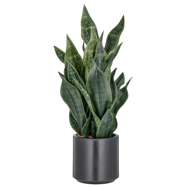 Roomio Sansevieria GREY STRIPE Durchmesser ca. 18 cm, Höhe ca. 66 cm in Fb. dunkelgrün, Pflanze, Pflanze im Topf, Pflanzgefäß, Vase, Blatt