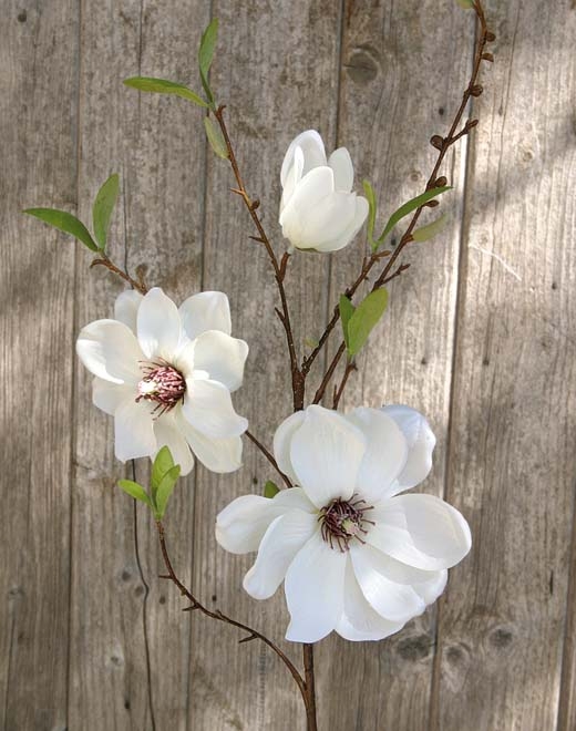  // Magnolien Blütenzweig // creme-weiß // Höhe ca. 80 cm
