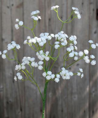Andreas Gypsophilia,65cm GYPSOPHILIA in 