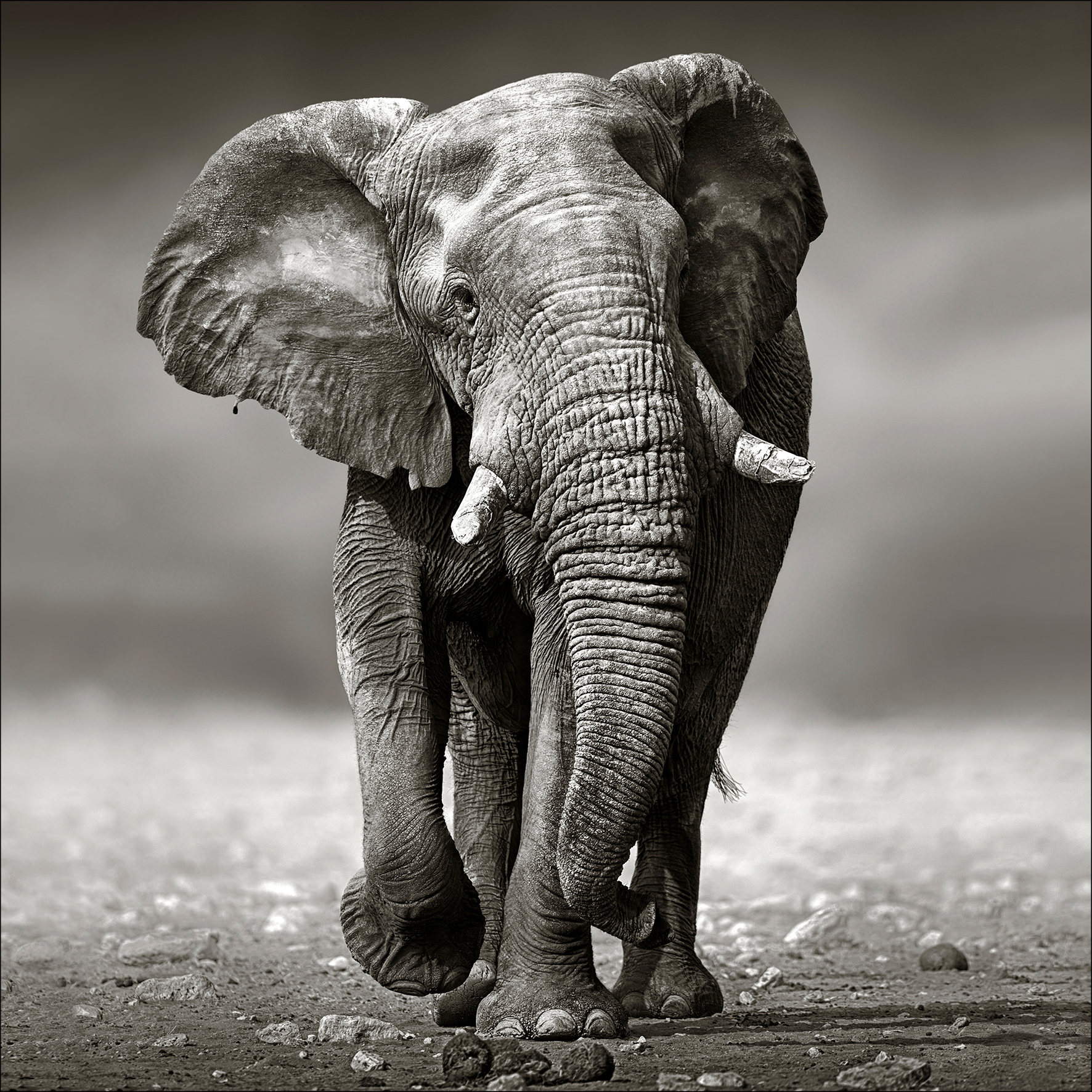 PRO ART Glas-Art 30x30cm Grey Elephant