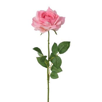 Gasper Rose in Farbe Rosa