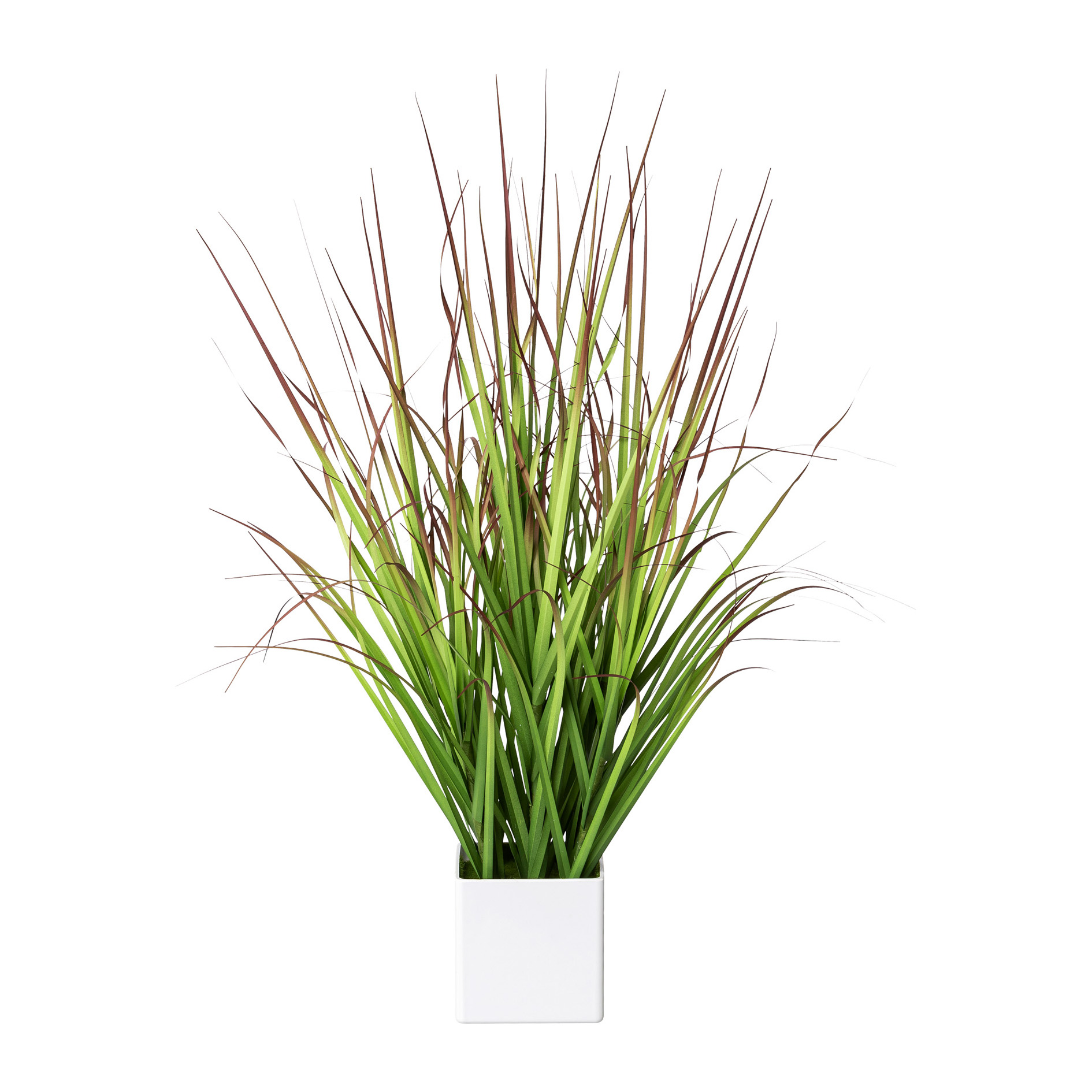 Blutgras im weißen Topf 61cm in Blutgras im weißen Topf 61cm