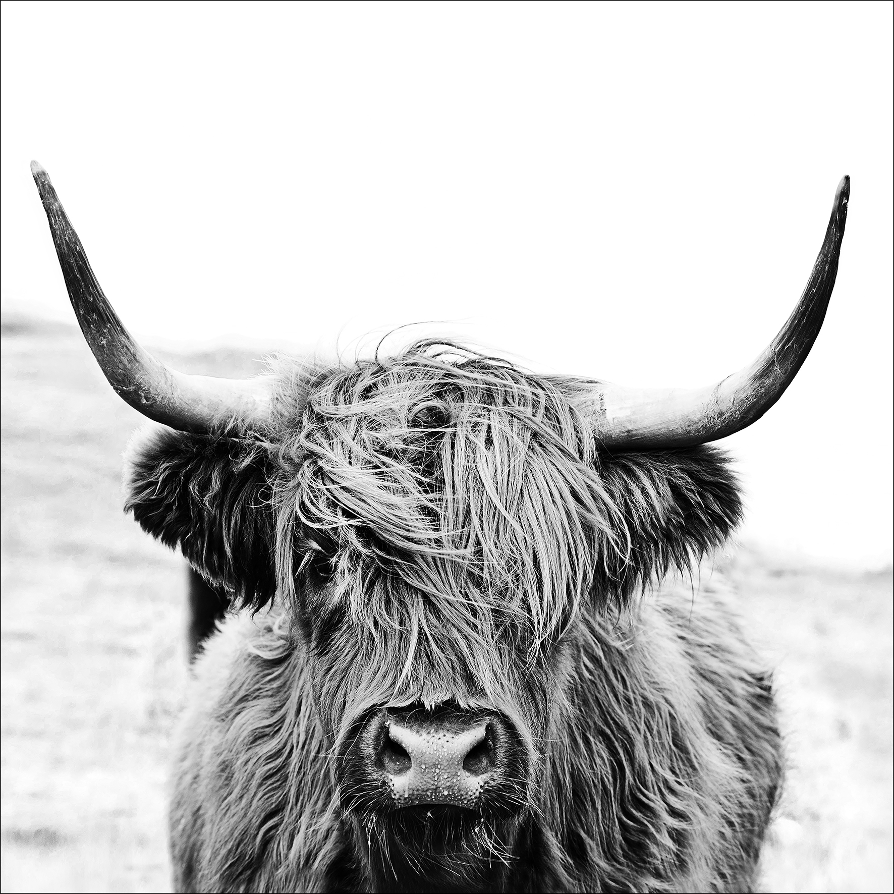 PRO ART Glas-Art 50x50cm Shottish Highland Cattle II