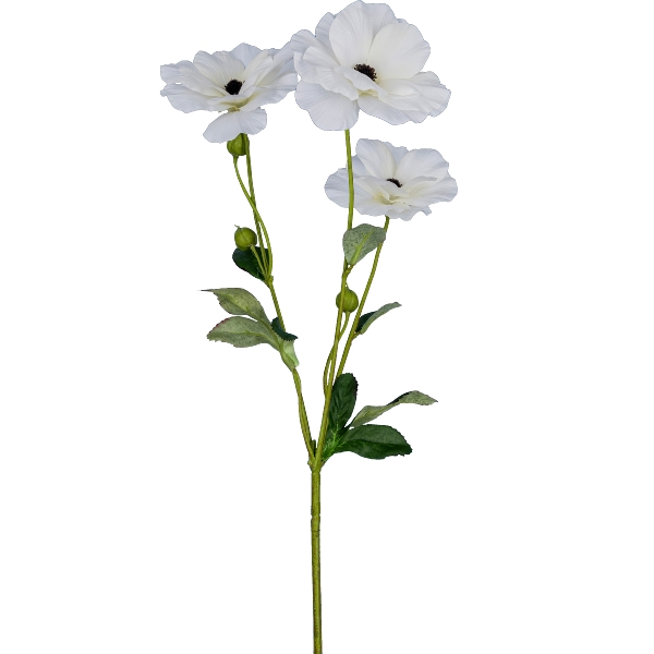Gasper Ranunkel, 67cm,weiß in Farbe Weiß, Blume, Weiß, Stielpflanze, Asteraceae, Gartenpflanze