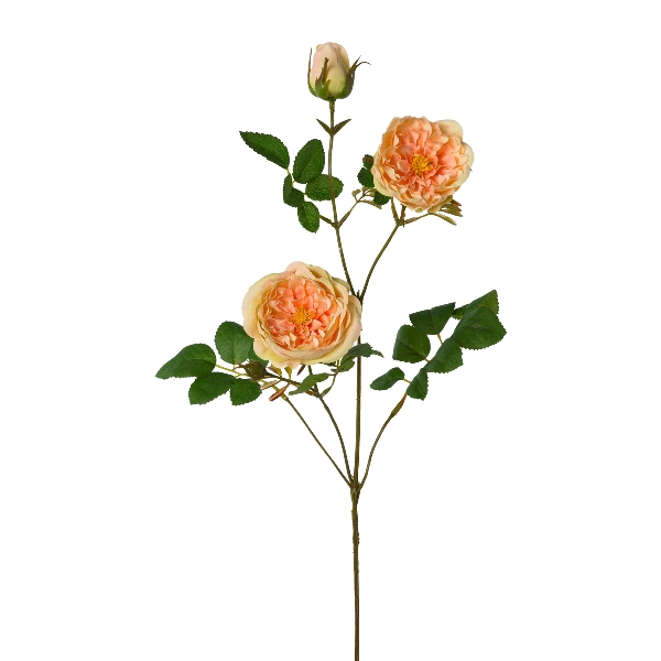 Gasper Rosenzweig, 73 cm, apricot in Farbe Apricot, Rosen, Rosenzweig, Blüte pfirsich?, grüne Blätter, Stängel rose