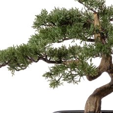 Gasper Bonsai Zeder in Farbe Grün