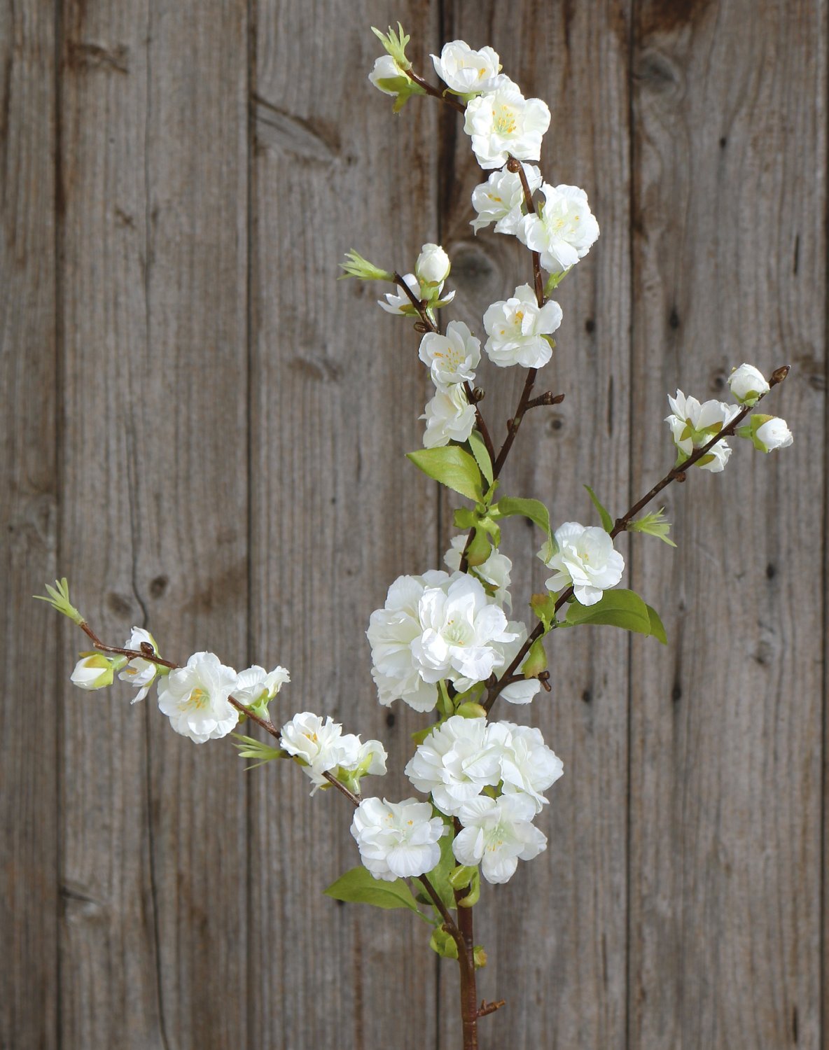 Andreas Kirschblütenzwei, 88 cm KIRSCHBLÜTE in creme-weiß