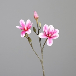 DPI Magnolienzweig in Farbe pink, Blume, Pflanze, Geranie, Blütenblatt