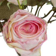 Gasper Vintagerosenbund in Farbe Rosa