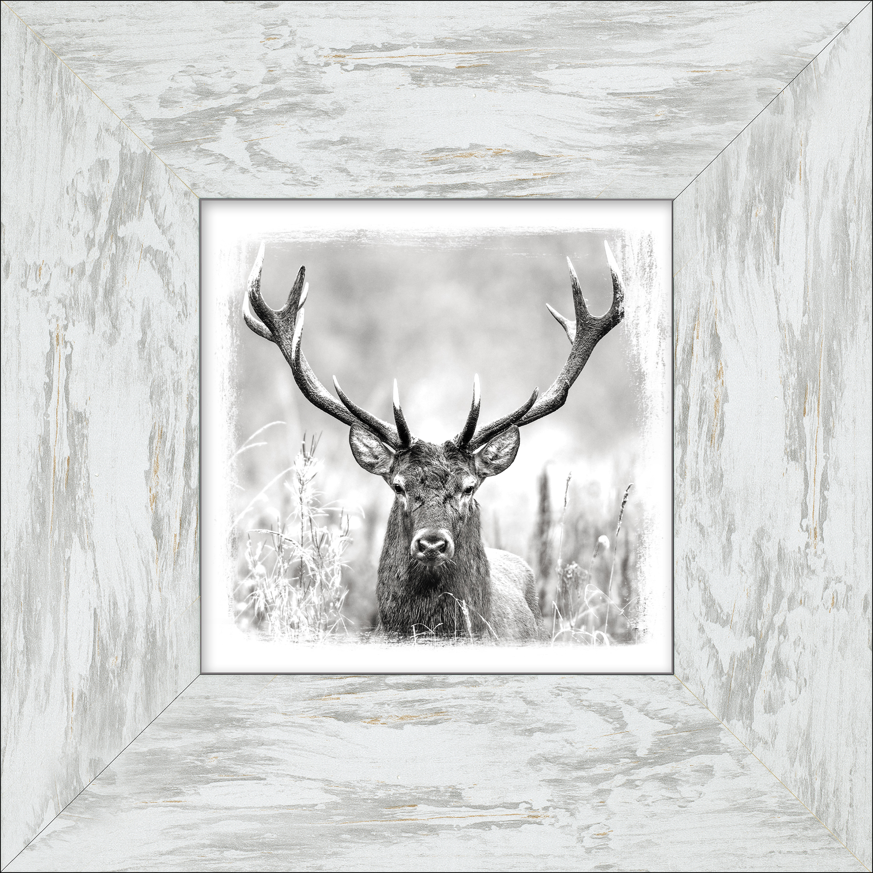 ProArt New Classic Wood 34x34cm Grey Deer Head II ProArt New Classic Wood 34x34cm Grey Deer Head II