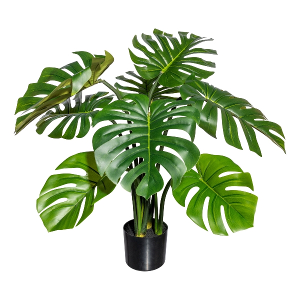 Gasper Splitphilodendron x8 Blätter, in Farbe Grün