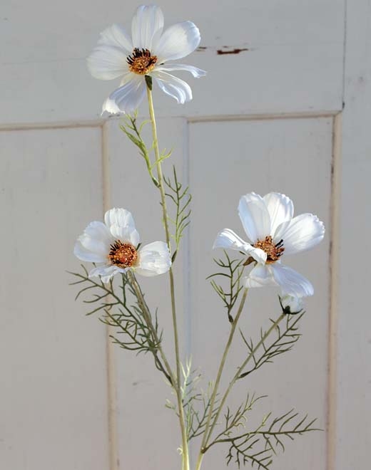  // Cosmea // creme-weiß // Höhe ca. 95 cm