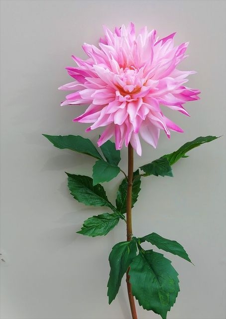 Dahlie 74 cm in hellrosa-dunkelrosa