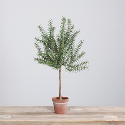 DPI Rosmarin im Deko Topf in Farbe Terracotta