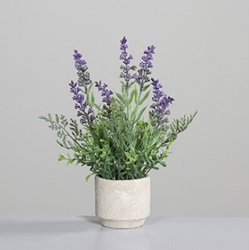 DPI Lavendel im Zement Topf in Farbe grün, Blume, Pflanze, Lavendel, Blumen-Arrangement, Topfpflanze