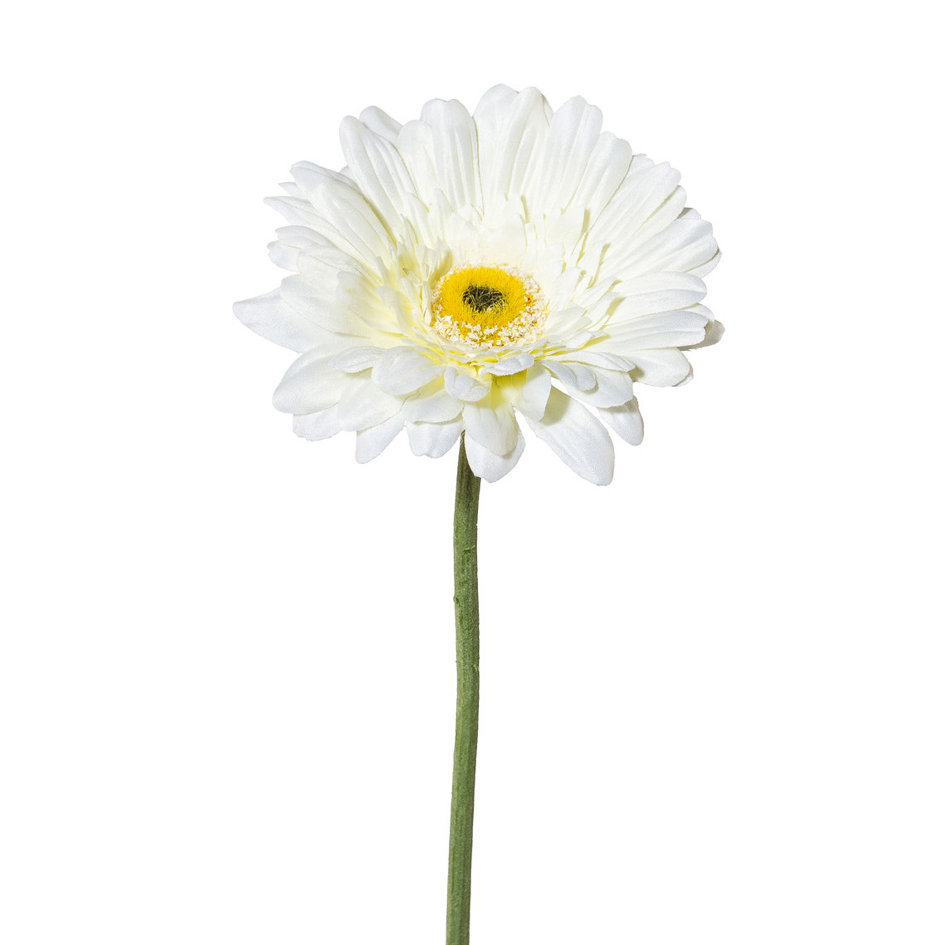Gasper Gerbera VARSCHAU in weiß