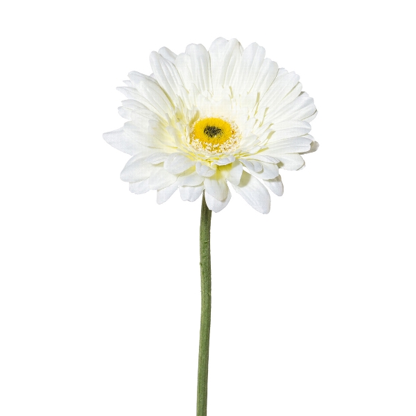 Gerbara 63cm weiß VARSCHAU in Weiß, Blume, Gerbera, weiße Blume, Stielblume, Blütenkopf