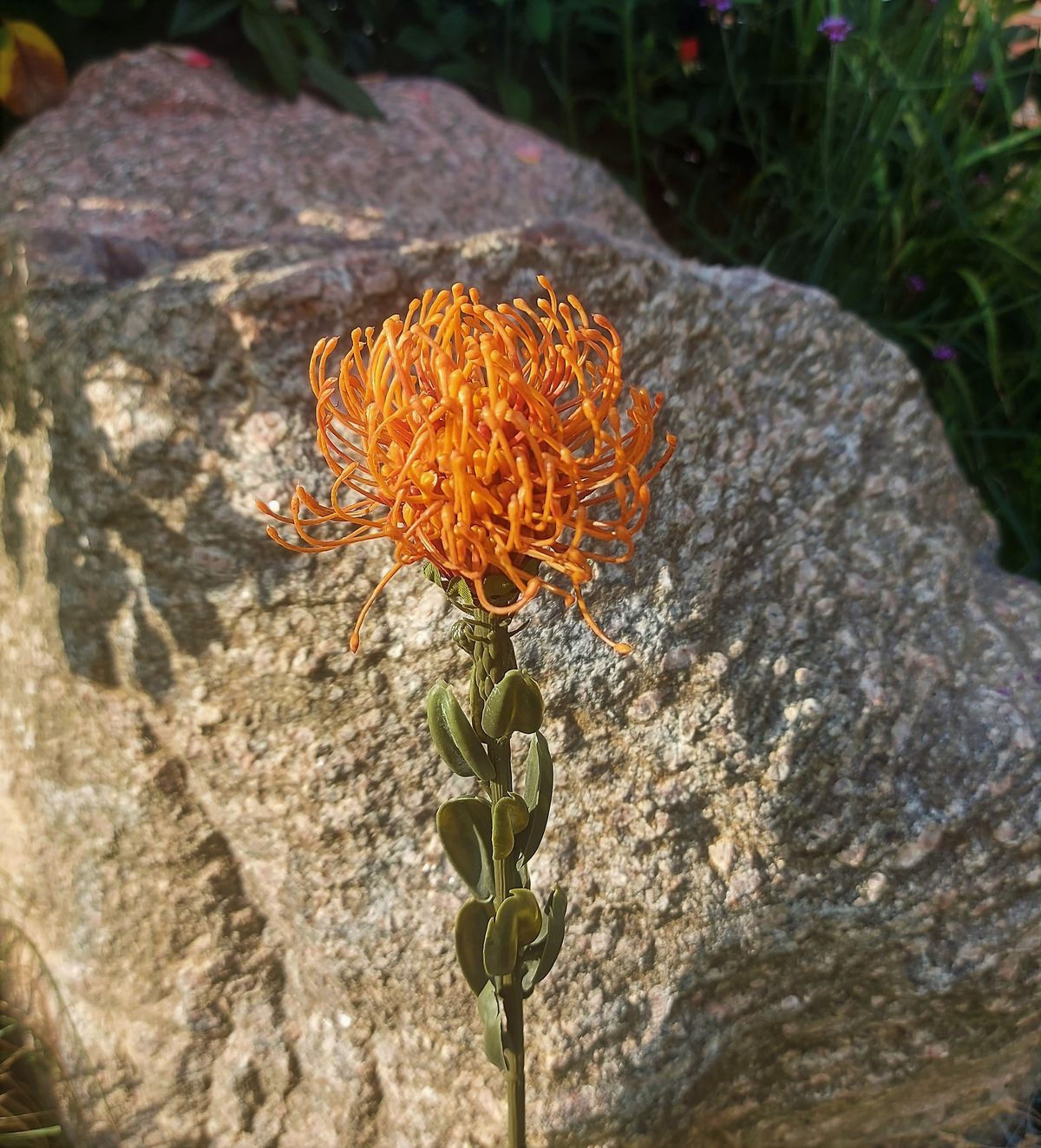  // Protea Vintage // orange // Höhe ca. 61 cm