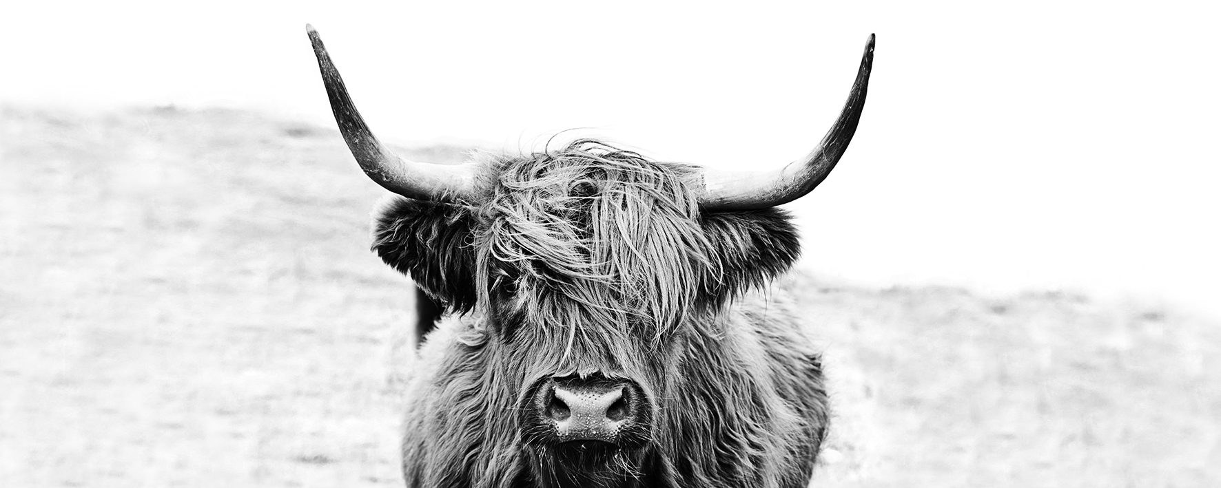 PRO ART Glas-Art 125x50cm Highland cattle II
