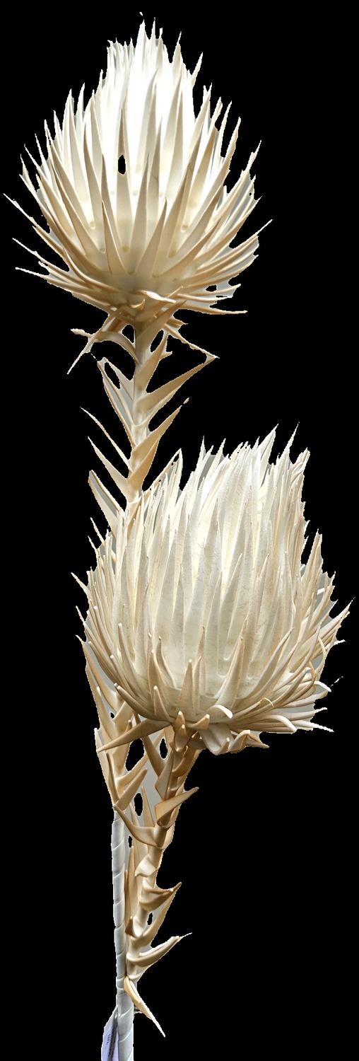 Andreas Distel-gigant, 100 cm, 2-fach DISTEL in aprikose