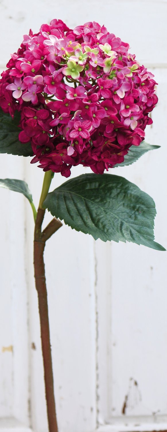 Andreas Hortensie,60cm HORTENSIE in 