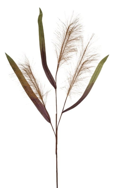  // Schilfgras // braun // Höhe ca. 110 cm