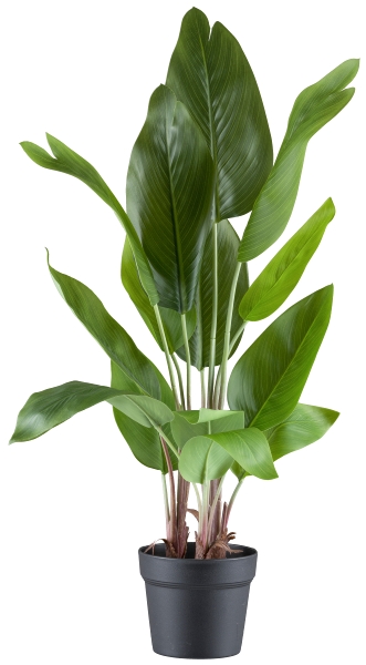 Gasper Strelitzia nicolai x14 in Farbe Grün, t-foliage?, bald?