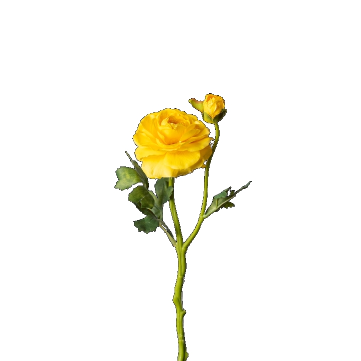 Ranunkel ca. 32cm 1024-330 in Gelb, Blume, Rosenblüte, Blütenstiel, Zweig, Gelb
