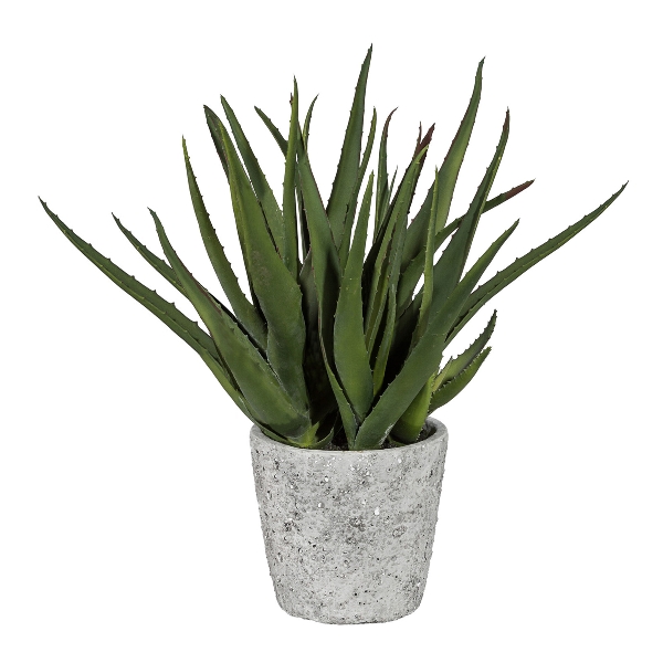 Gasper Aloe im Zementopf 44cm ca. H44 cm in Gasper Aloe im Zementopf 44cm ca. H44 cm in