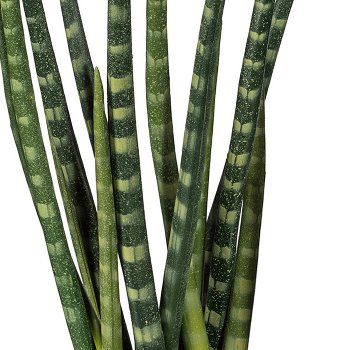 Gasper Sanseveria im Zementtopf ca. H45 cm in 45cm
