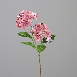 DPI Hortensie in Farbe fuchsia