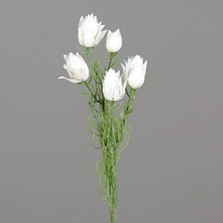 DPI Protea mit 8 Blüten in Farbe white, Blume, Pflanze, Blütenblatt, Blumen-Arrangement